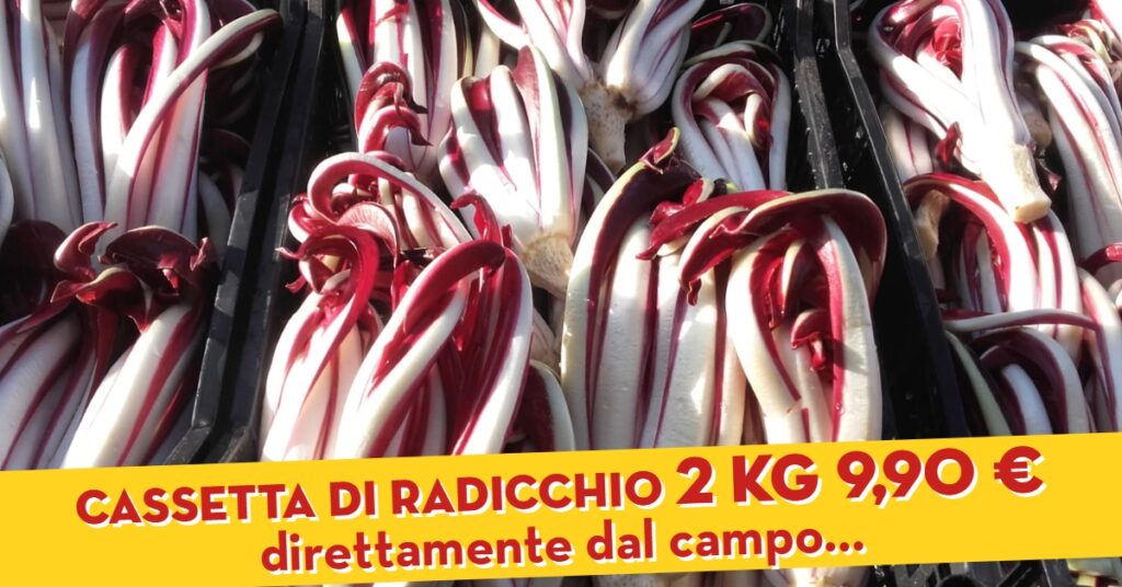 radicchio