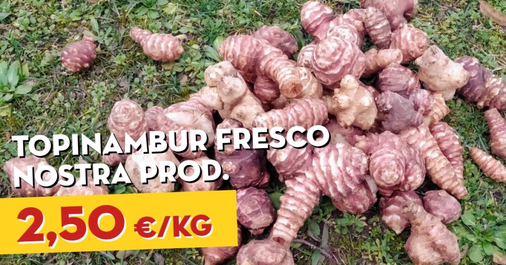 Topinambur fresco nostra produzione