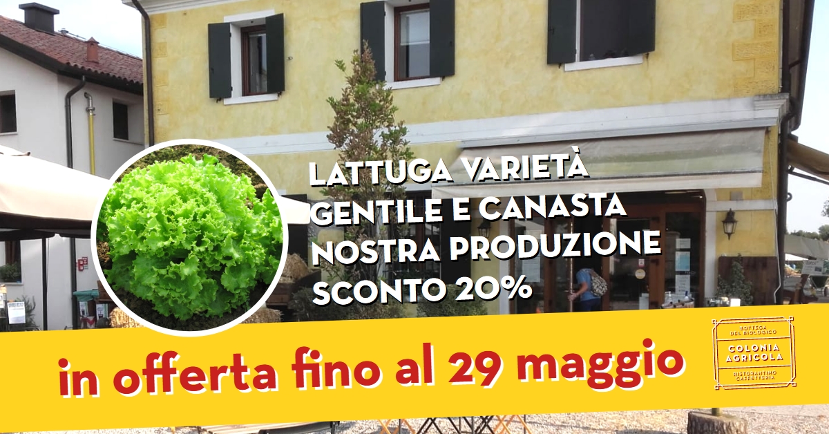 Promo lattuga gentile e canasta