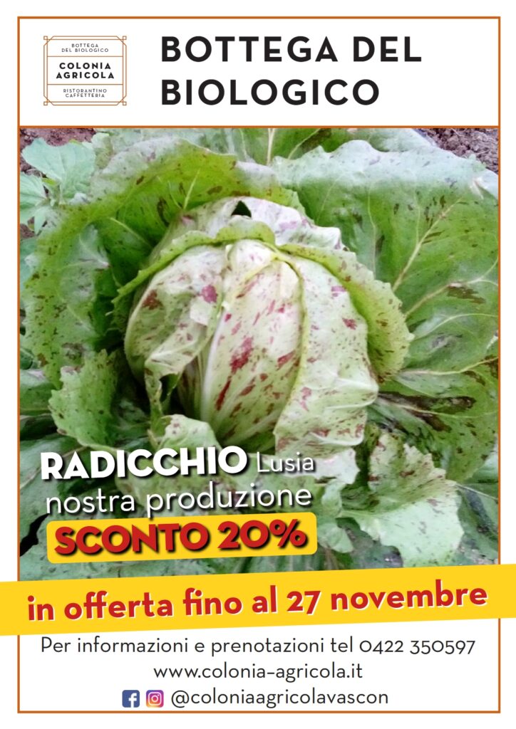 Promo radicchio Lusia